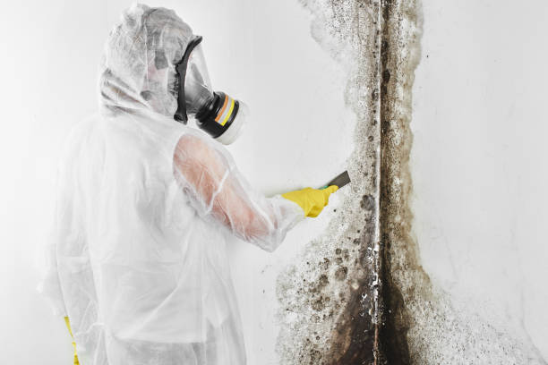 Best Commercial Mold Removal  in Prudenville, MI