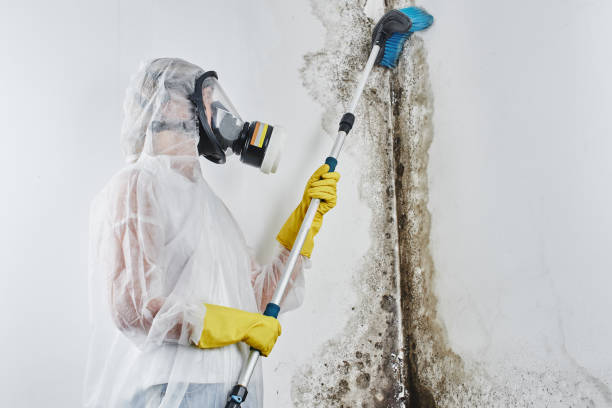 Best Mold Remediation  in Prudenville, MI