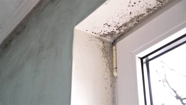 Best Home Mold Removal  in Prudenville, MI