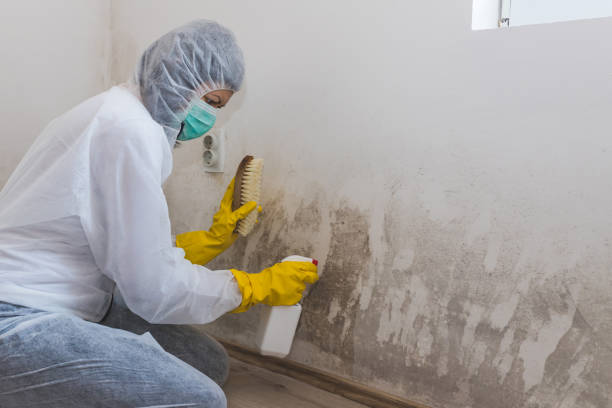 Best Mold Removal Process  in Prudenville, MI