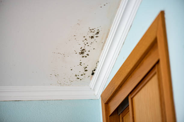 Best Affordable Mold Removal  in Prudenville, MI