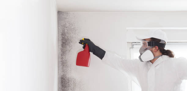 Best Mold Removal Company Near Me  in Prudenville, MI