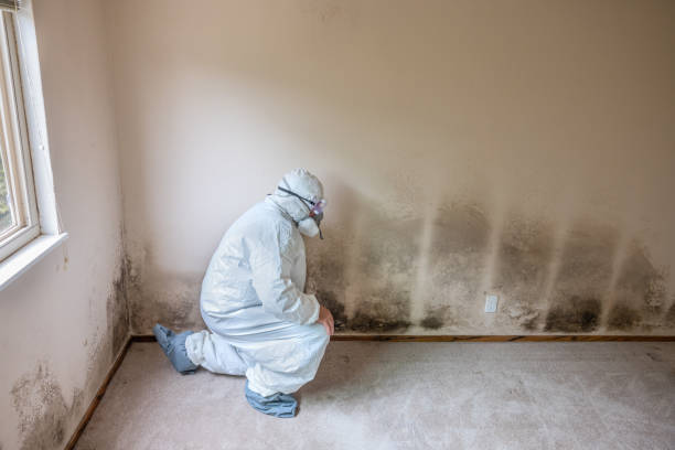 Mold Testing and Removal in Prudenville, MI