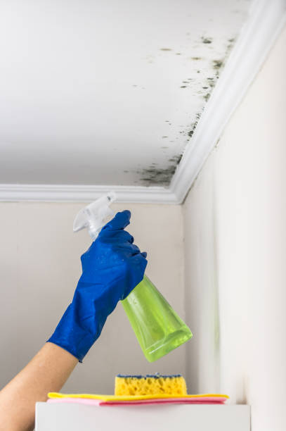 Best Attic Mold Removal  in Prudenville, MI