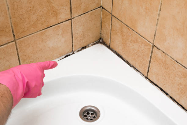 Best Mold Damage Repair  in Prudenville, MI